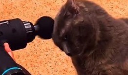 动物搞笑视频,动物界的喜剧之王